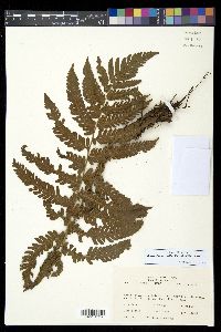 Steiropteris deltoidea image