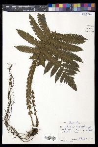 Steiropteris deltoidea image