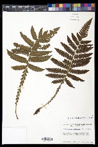 Steiropteris deltoidea image