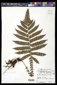 Steiropteris deltoidea image