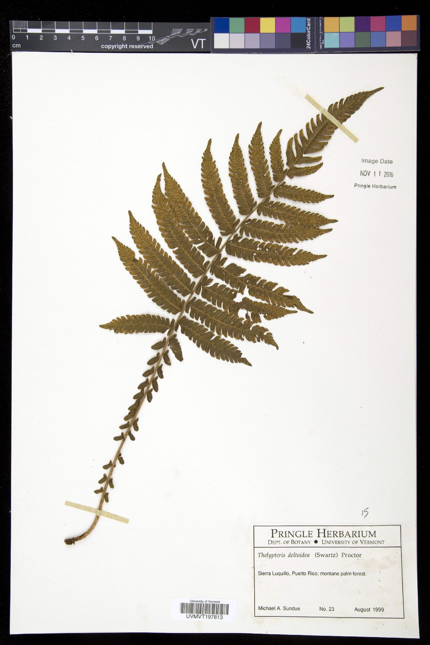 Steiropteris image