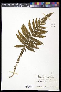 Steiropteris deltoidea image