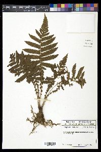 Steiropteris deltoidea image