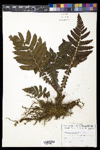 Steiropteris deltoidea image