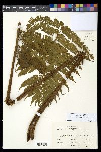 Steiropteris decussata image