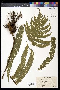 Steiropteris decussata image