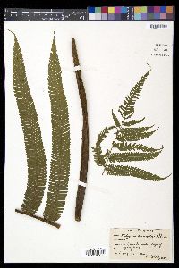 Steiropteris decussata image