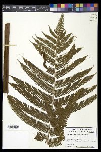 Steiropteris decussata image