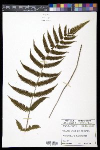 Thelypteris dentata image