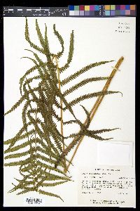 Thelypteris kunthii image