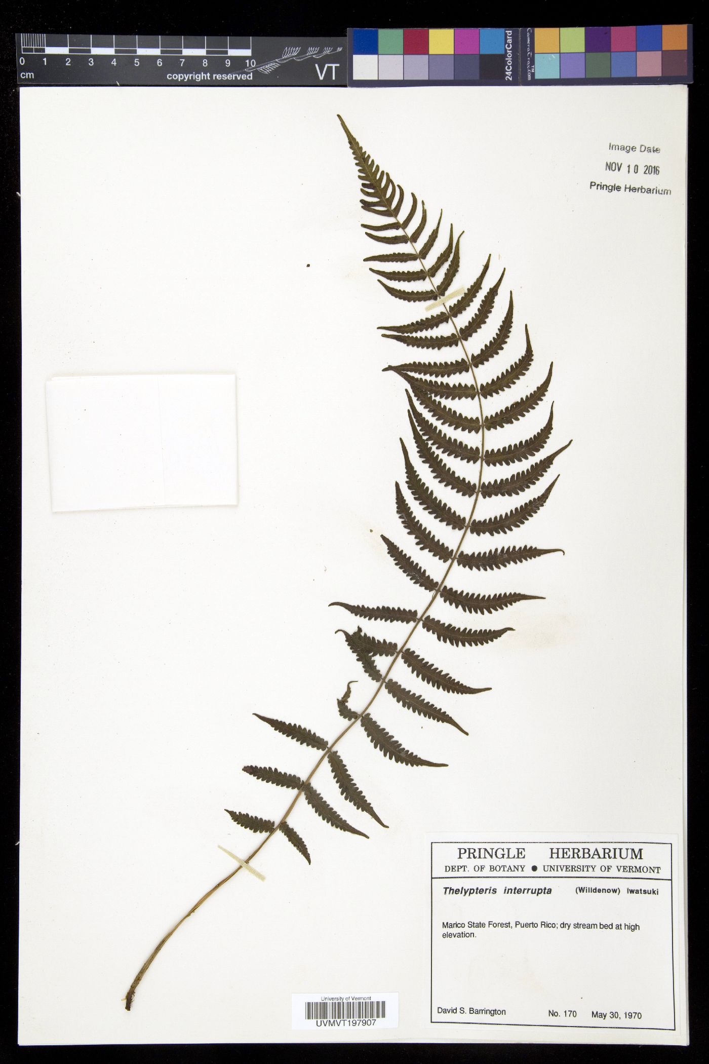 Goniopteris brittoniae image