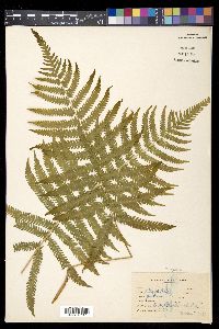 Thelypteris patens image