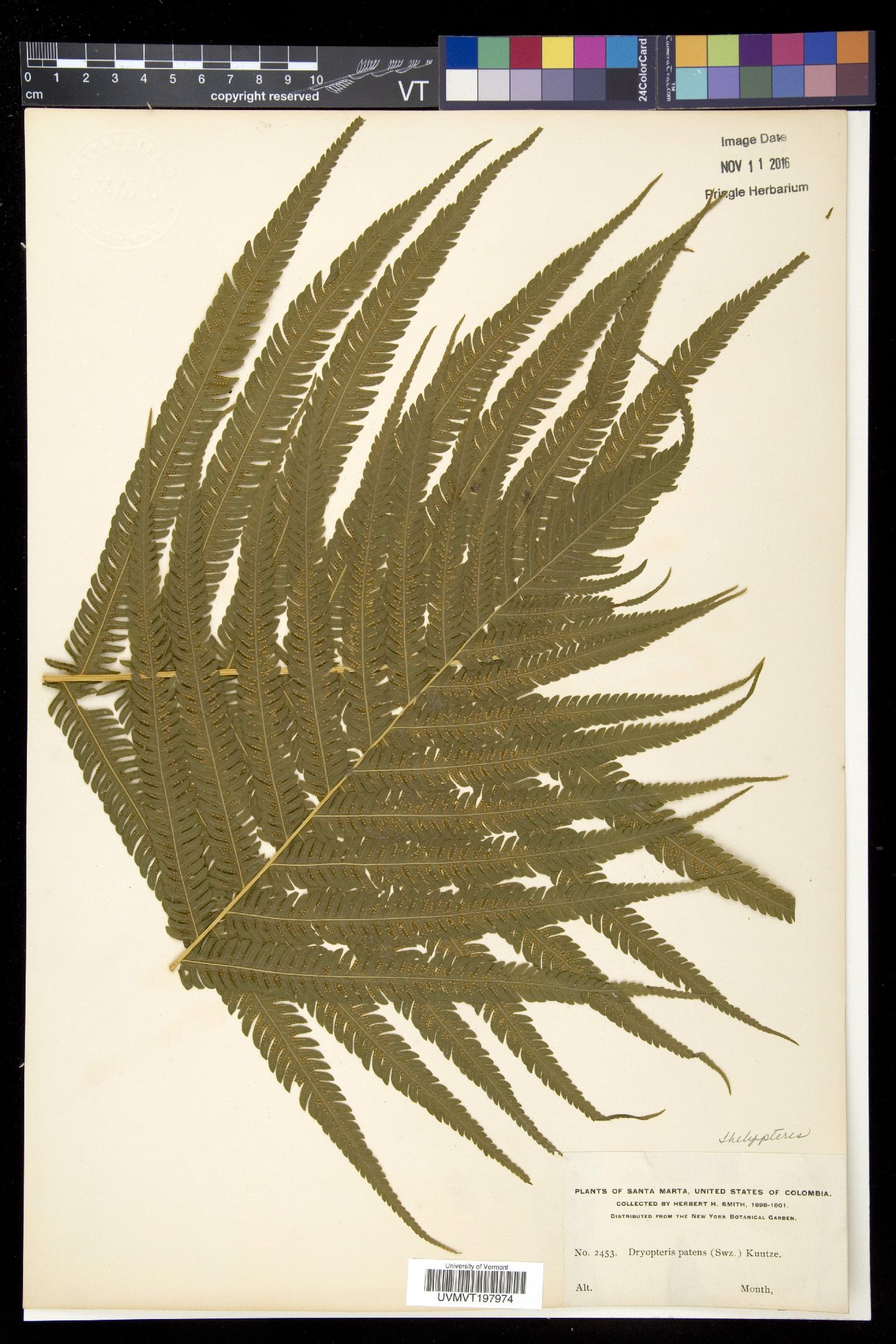 Christella patens image