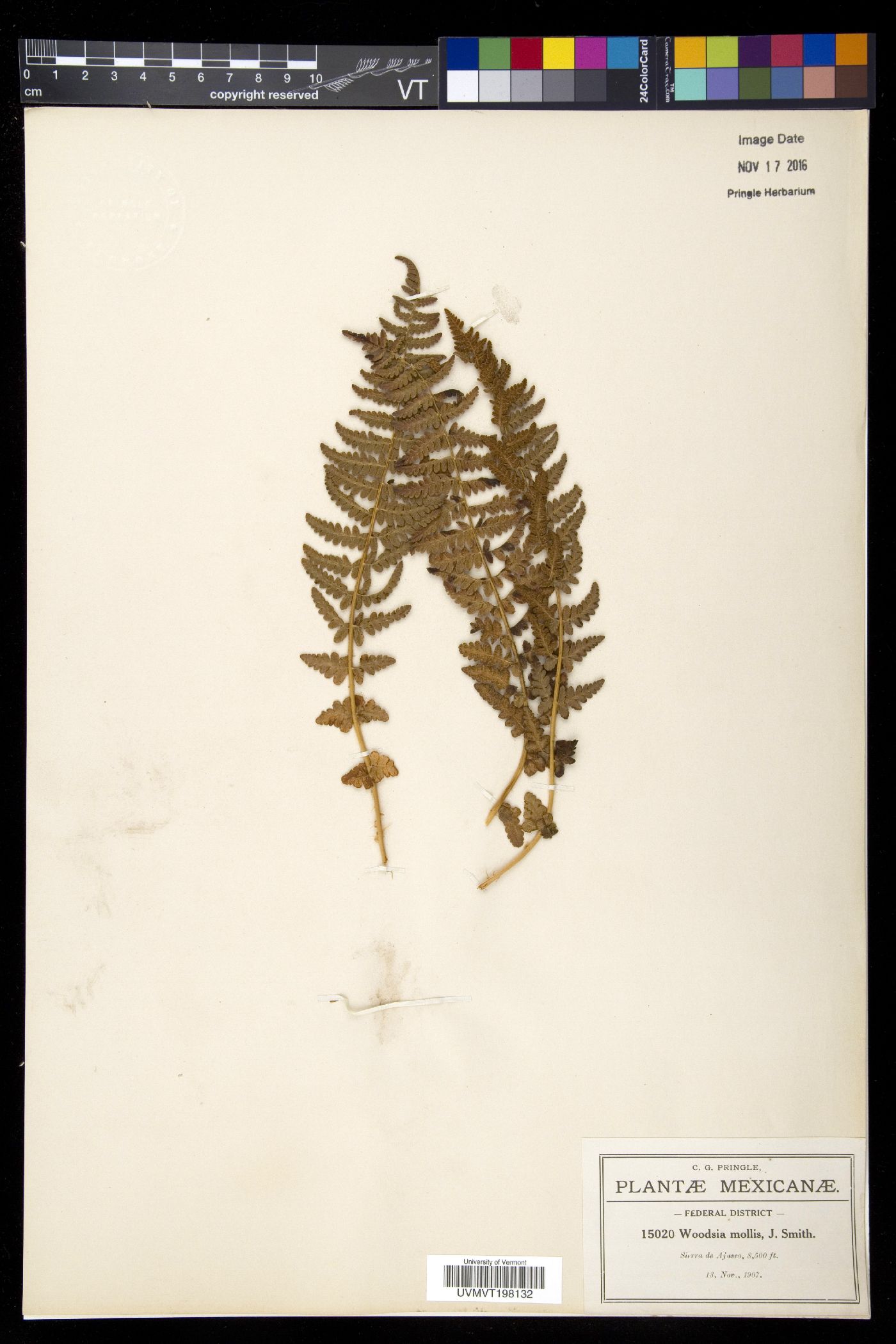 Woodsia mollis image