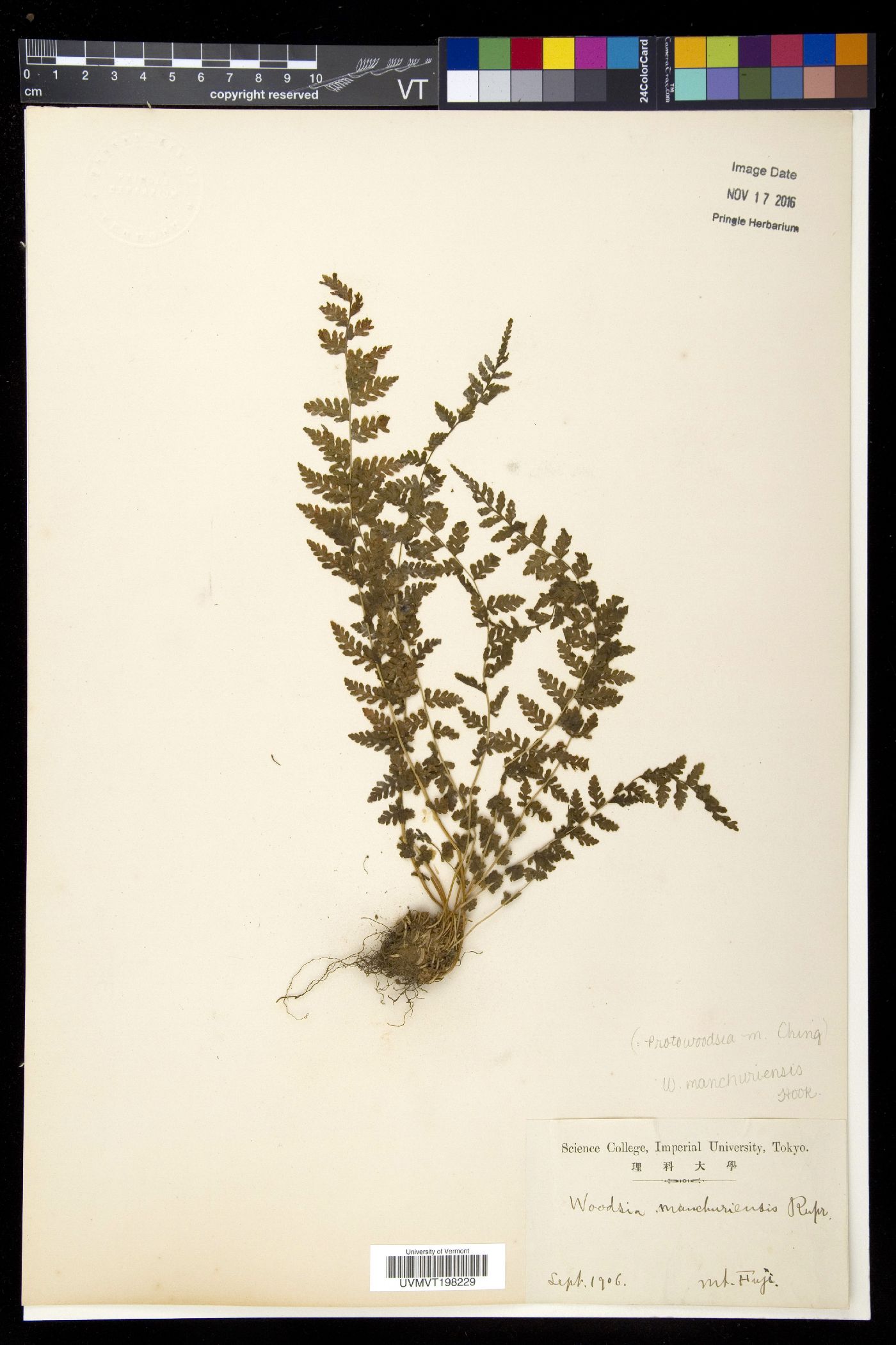 Woodsia manchuriensis image