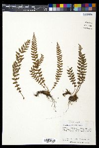 Woodsia manchuriensis image