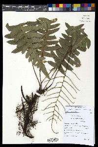 Austroblechnum divergens image