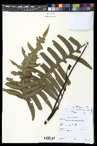 Austroblechnum divergens image