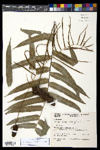 Austroblechnum divergens image