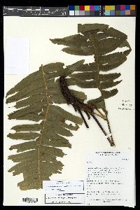 Austroblechnum divergens image