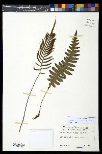 Austroblechnum divergens image