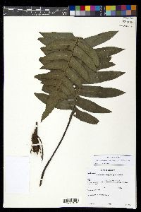 Austroblechnum divergens image