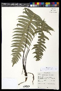 Austroblechnum divergens image