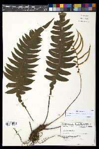 Austroblechnum divergens image