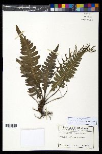 Austroblechnum divergens image