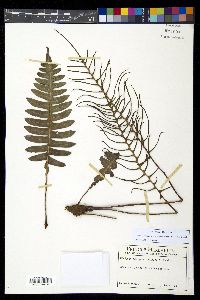 Austroblechnum divergens image