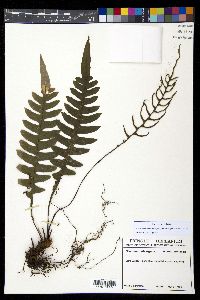 Austroblechnum divergens image