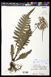 Austroblechnum divergens image