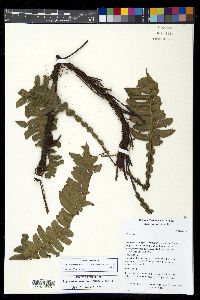 Austroblechnum wardiae image