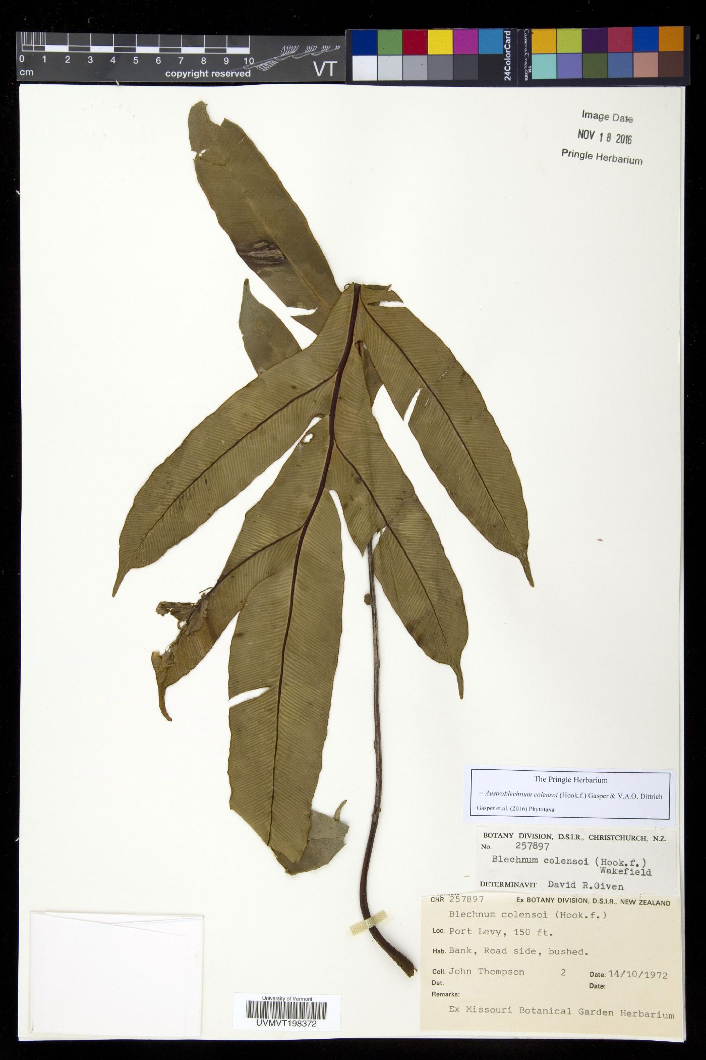 Austroblechnum colensoi image