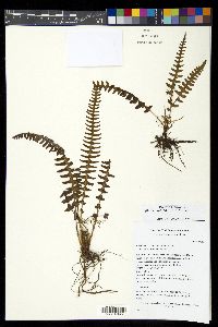 Blechnum asplenioides image