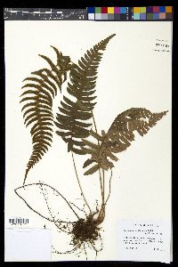 Blechnum appendiculatum image