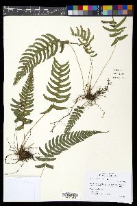 Blechnum appendiculatum image