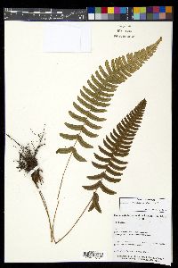 Blechnum appendiculatum image