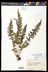 Blechnum hastatum image