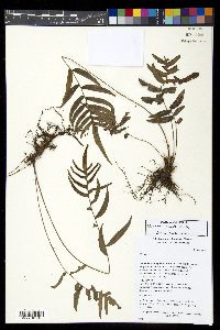 Blechnum gracile image