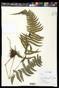 Blechnum occidentale image