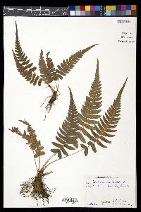 Blechnum occidentale image