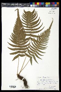 Blechnum occidentale image