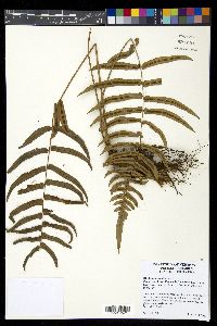 Blechnum occidentale image