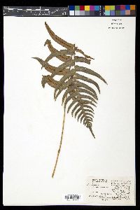 Blechnum occidentale image