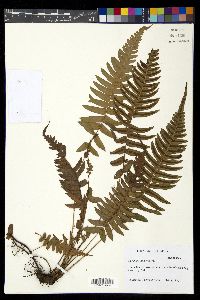 Blechnum appendiculatum image