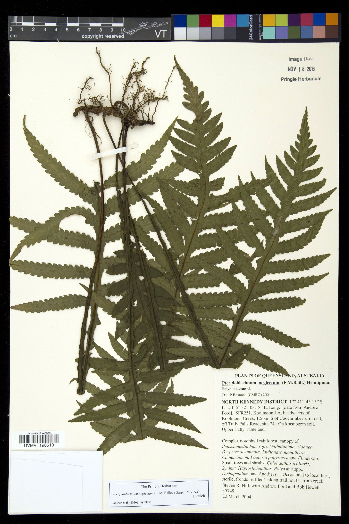 Diploblechnum neglectum image