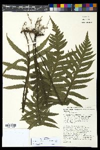 Image of Diploblechnum neglectum