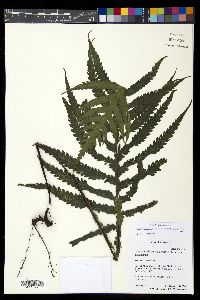 Diploblechnum neglectum image