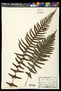 Blechnum medium image